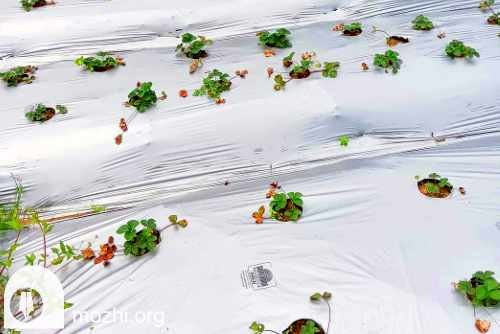 Vattavada Strawberry cultivation